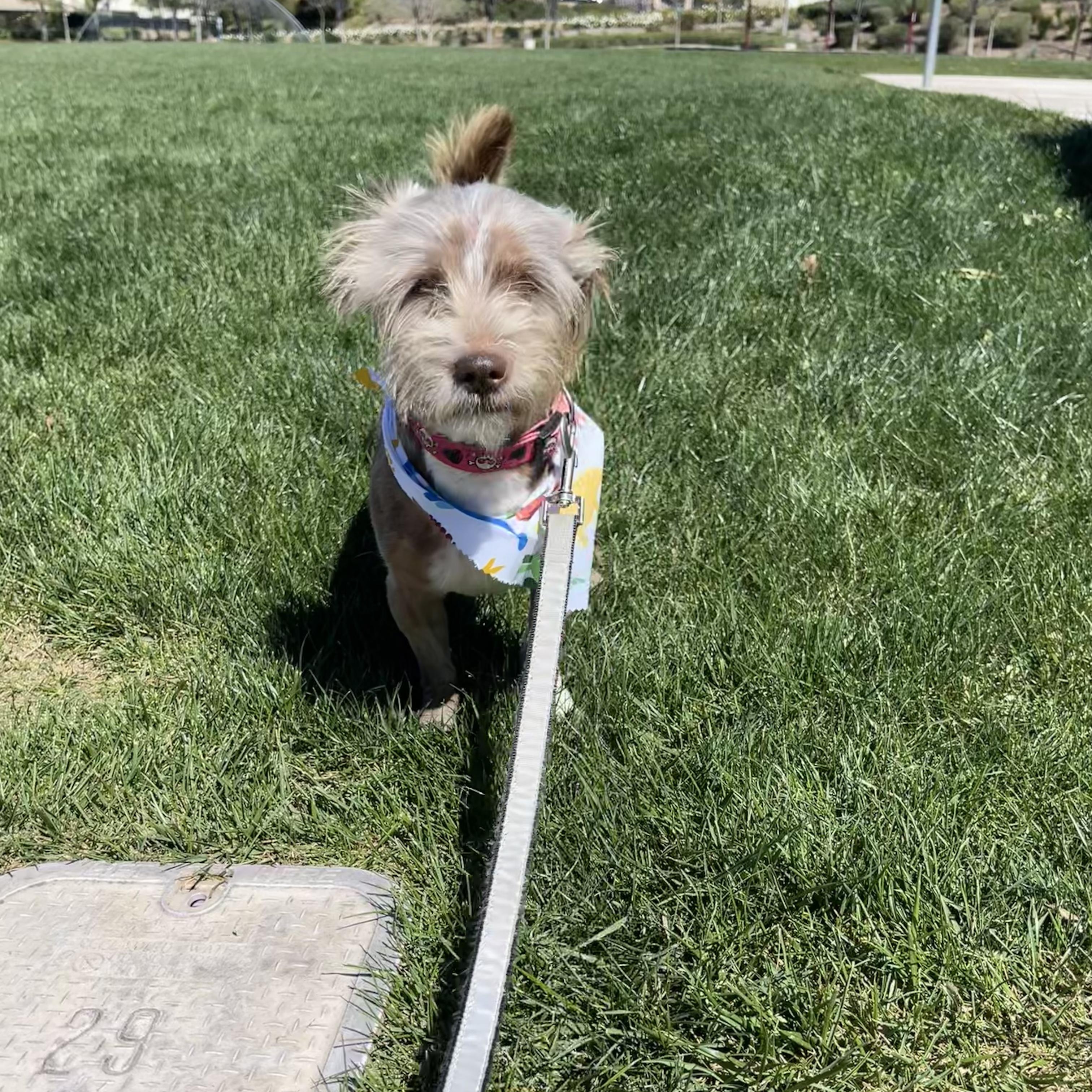 Enlarge Cody, an adopted mixed breed in los angeles, CA image 6/6