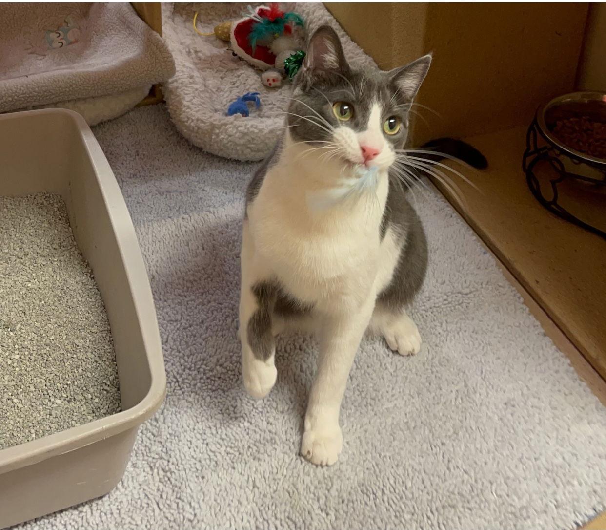 Neville, Adoptable, Adult Male Domestic Short Hair & Tuxedo.