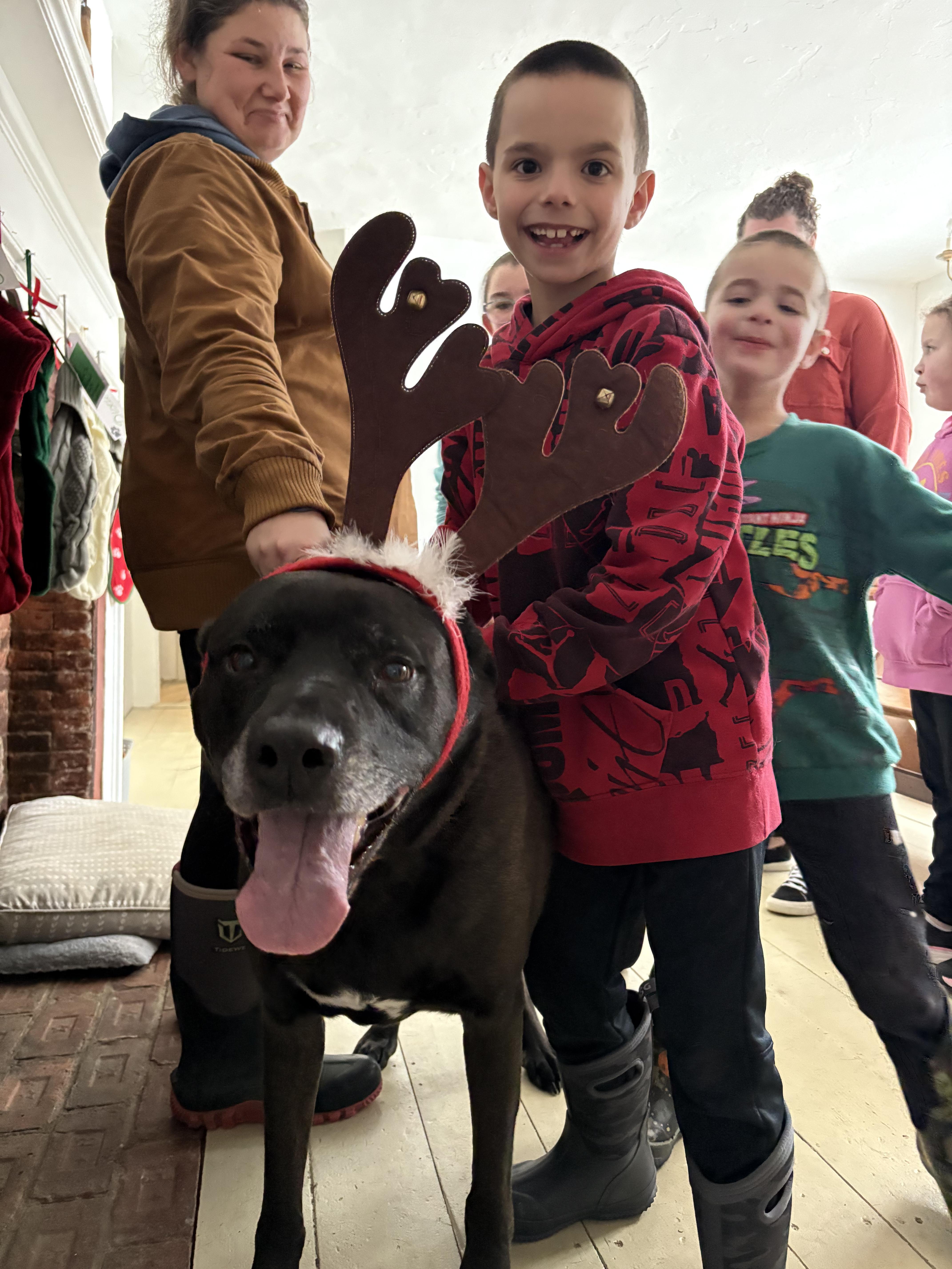 Enlarge Dozer and Minni, a ADOPTABLE mixed breed in New Boston, NH image 3/6