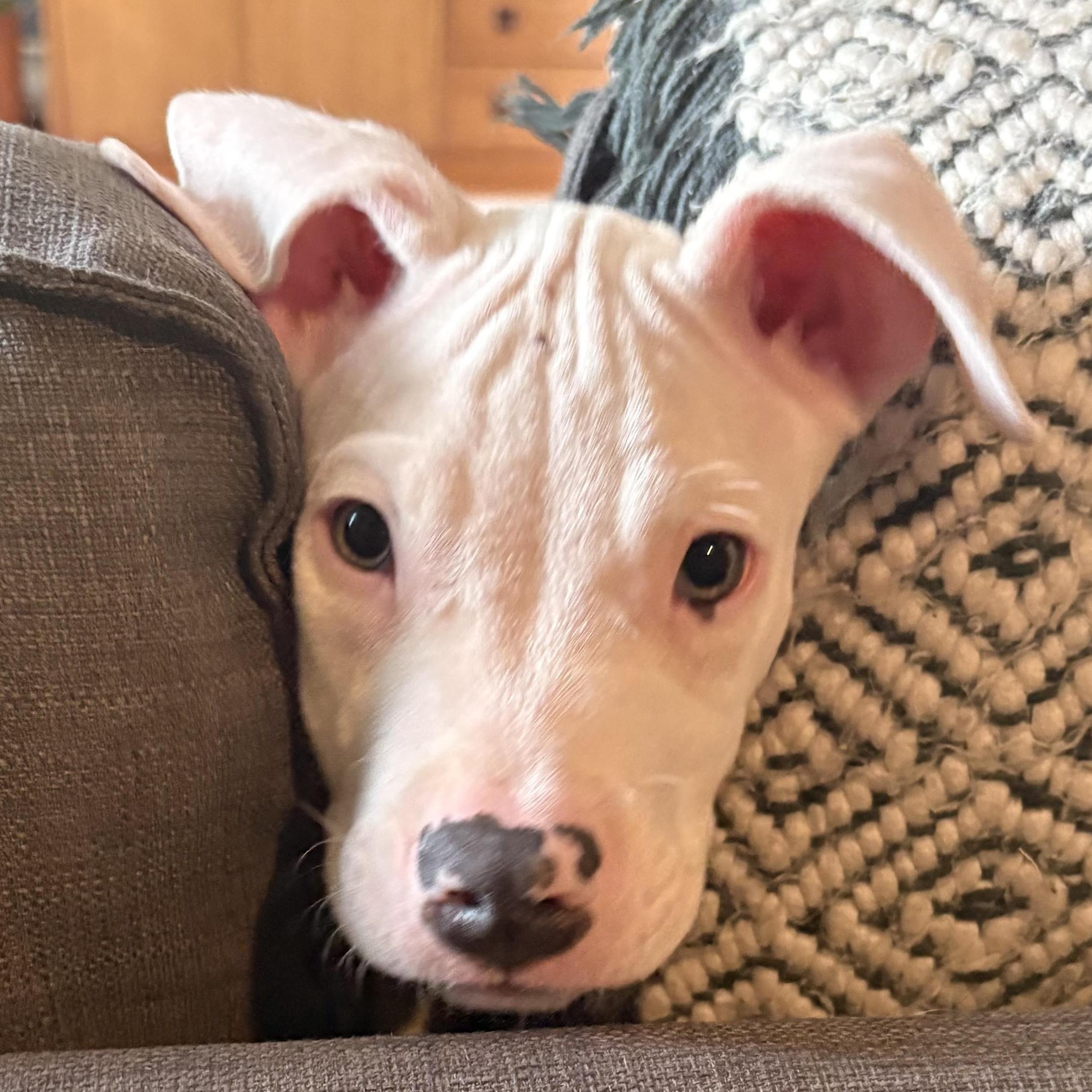 Spam, adopted, Puppy Male Pit Bull Terrier.