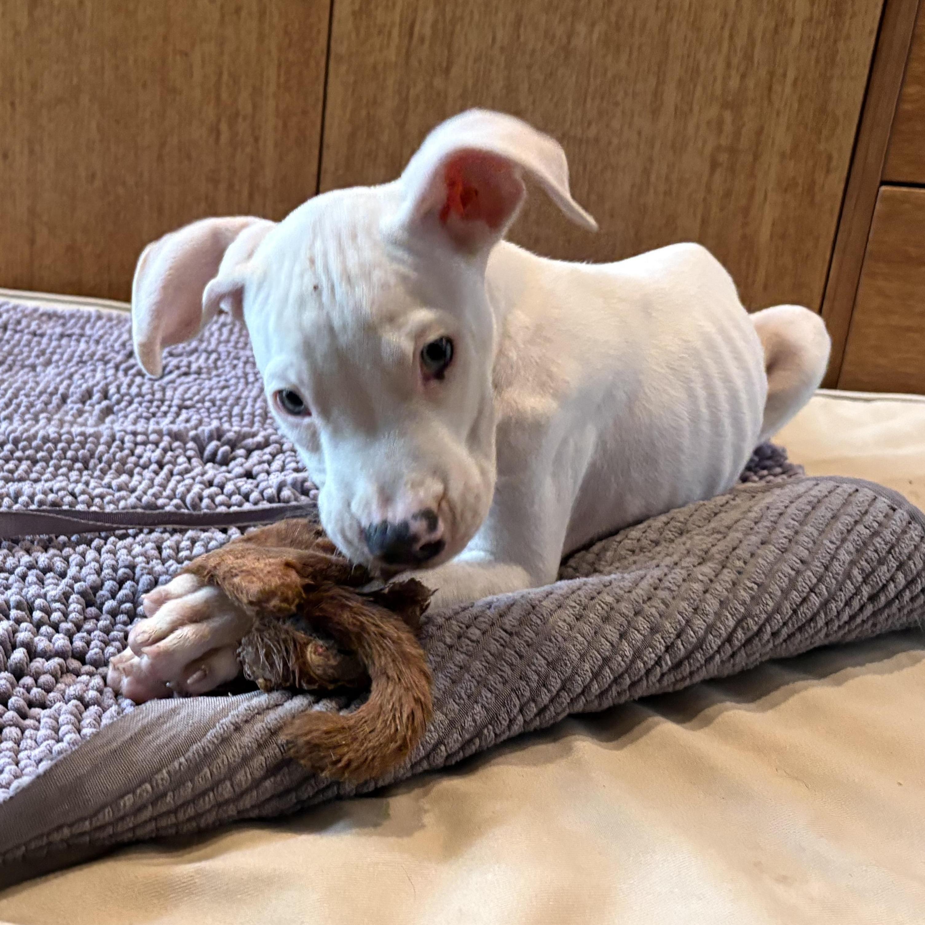 Spam, an adopted Pit Bull Terrier in Grafton, MA image 4/5