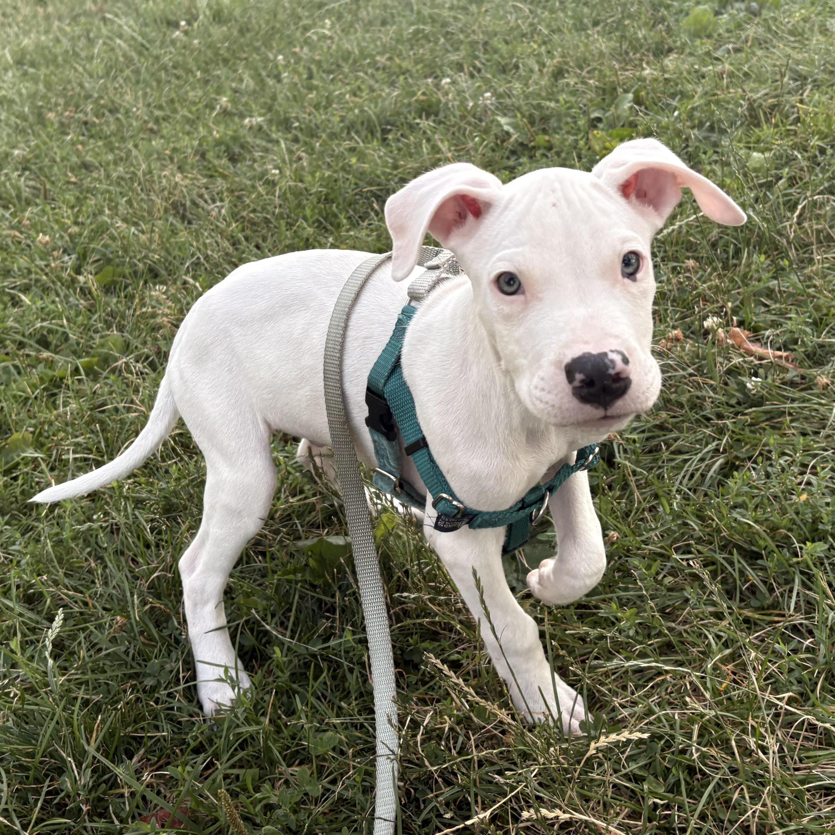 Spam, an adopted Pit Bull Terrier in Grafton, MA image 3/5