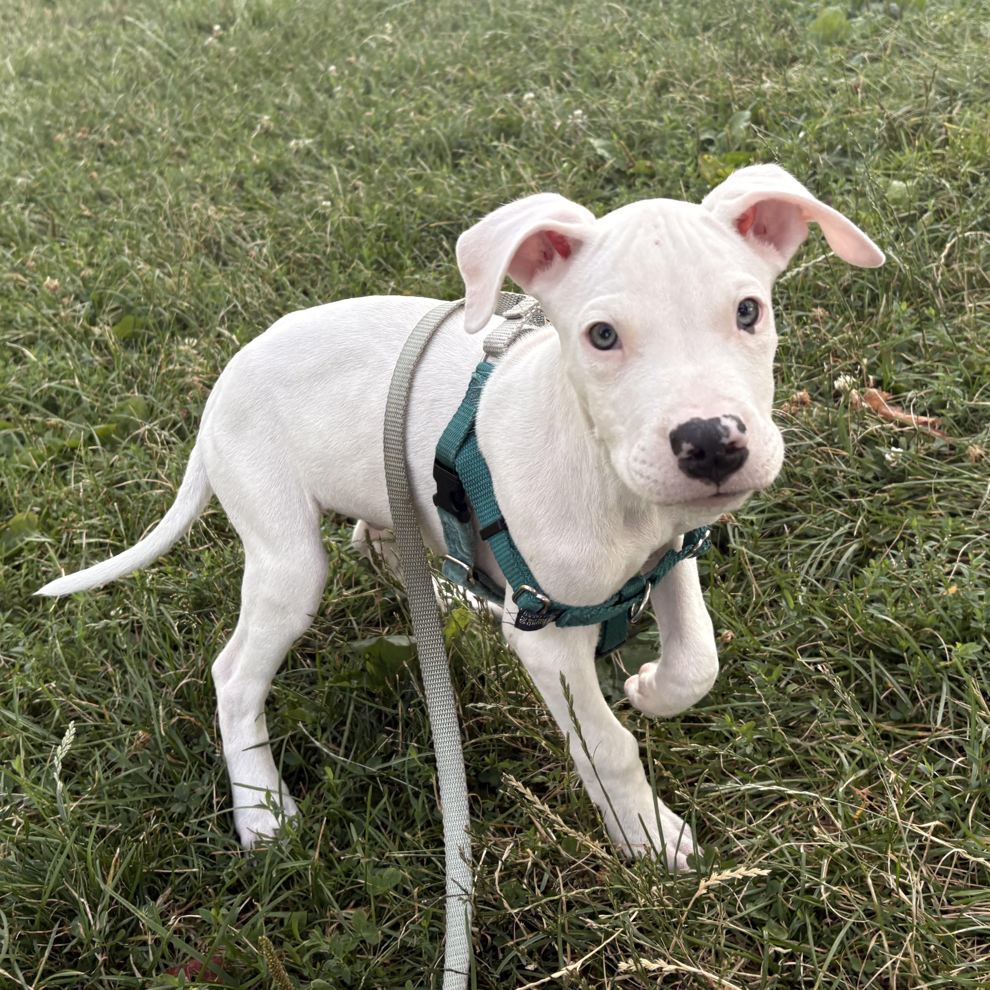 Spam available for adoption photo 3