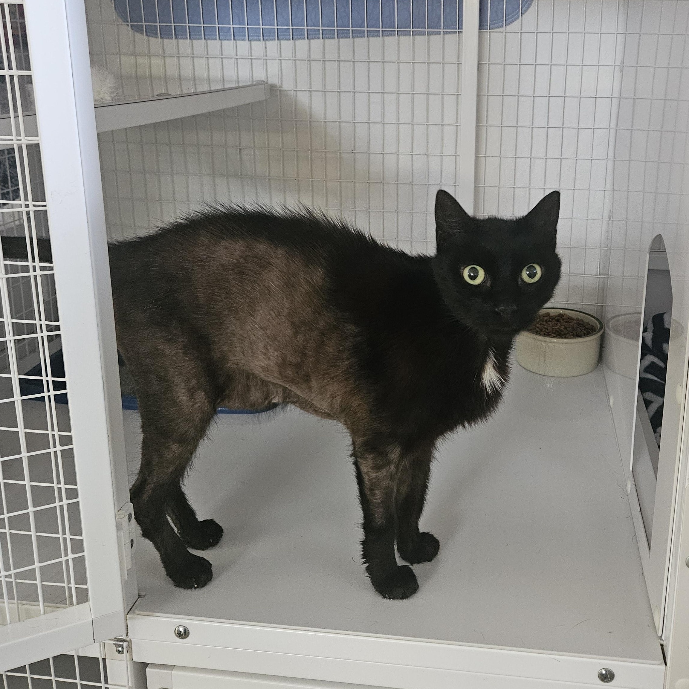 Enlarge Eevee, a ADOPTABLE Domestic Short Hair in Melbourne, FL image 1/2