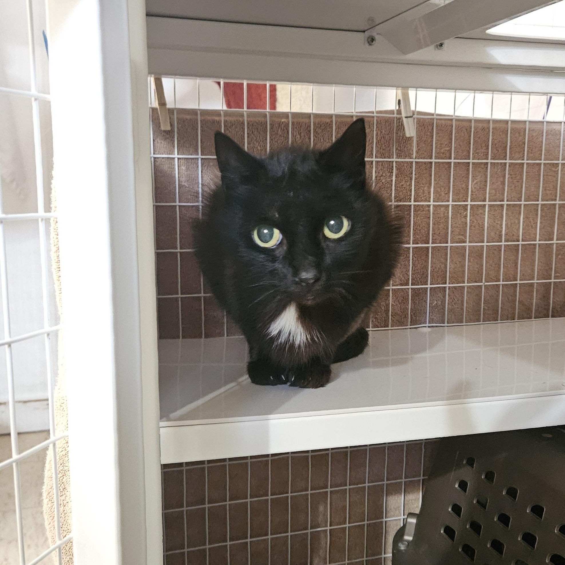 Enlarge Eevee, a ADOPTABLE Domestic Short Hair in Melbourne, FL image 2/2