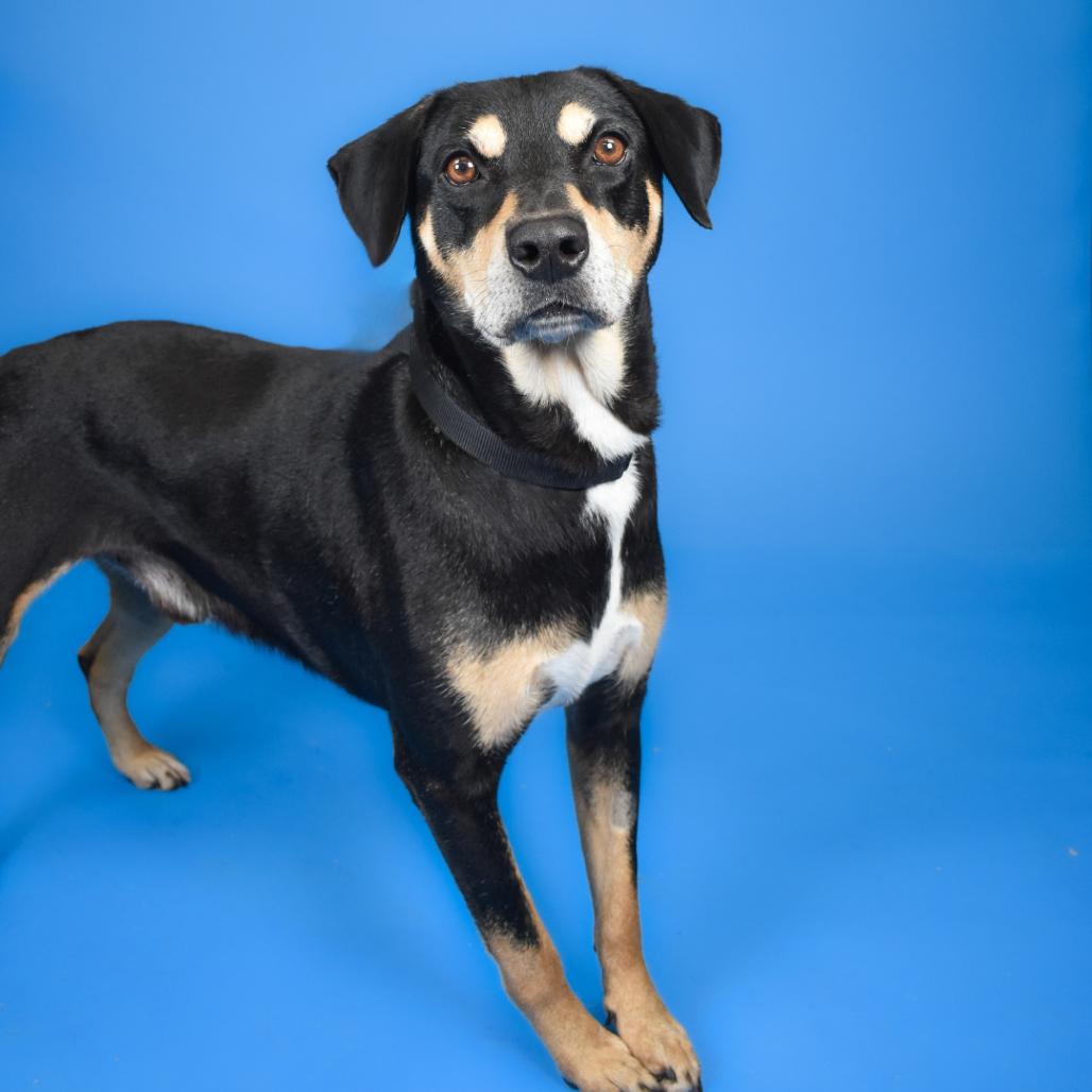 Bingo, Adoptable, Adult Male Terrier & Mixed Breed.