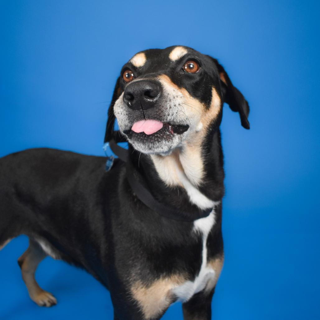 Bingo, a Adoptable mixed breed in West Palm Beach, FL image 2/5