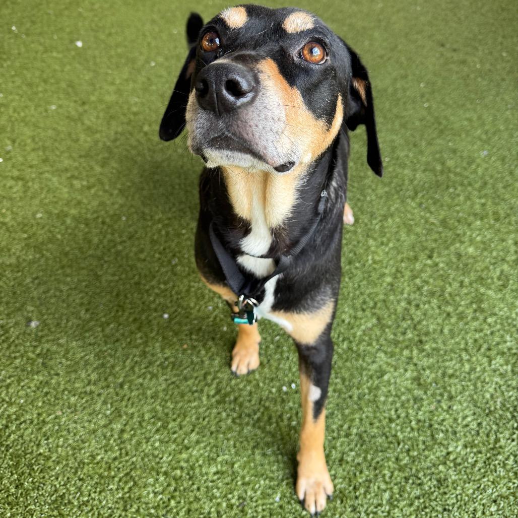 Bingo, a Adoptable mixed breed in West Palm Beach, FL image 3/5