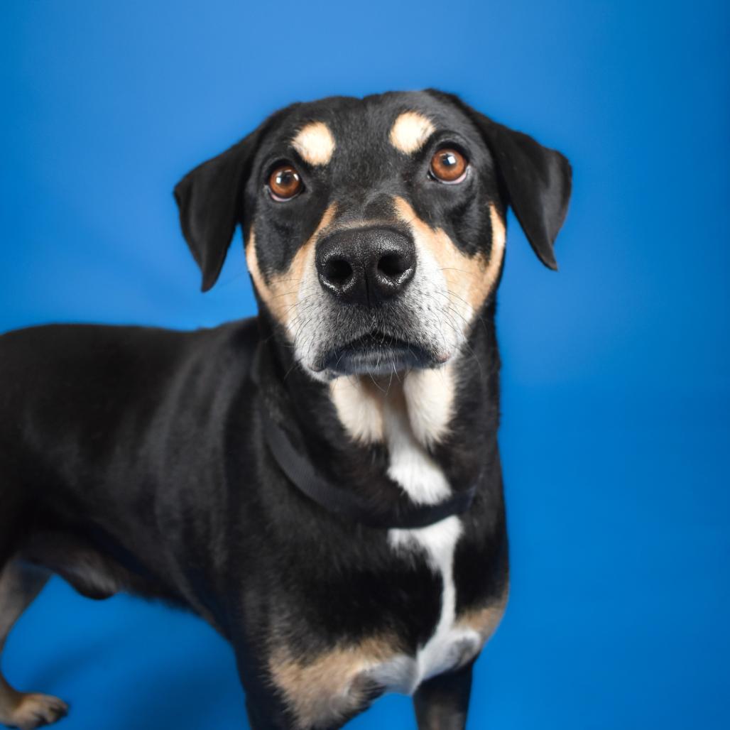 Bingo, a Adoptable mixed breed in West Palm Beach, FL image 4/5