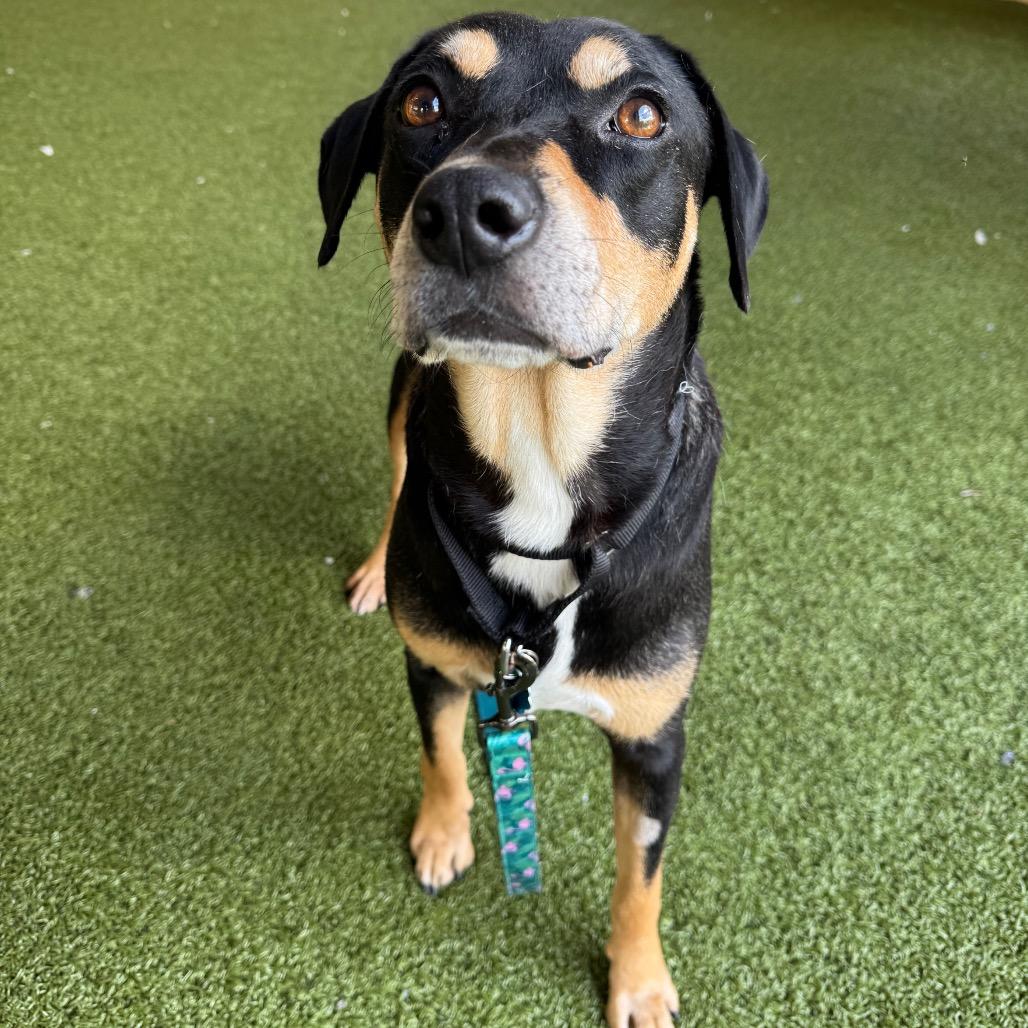 Bingo, a Adoptable mixed breed in West Palm Beach, FL image 5/5