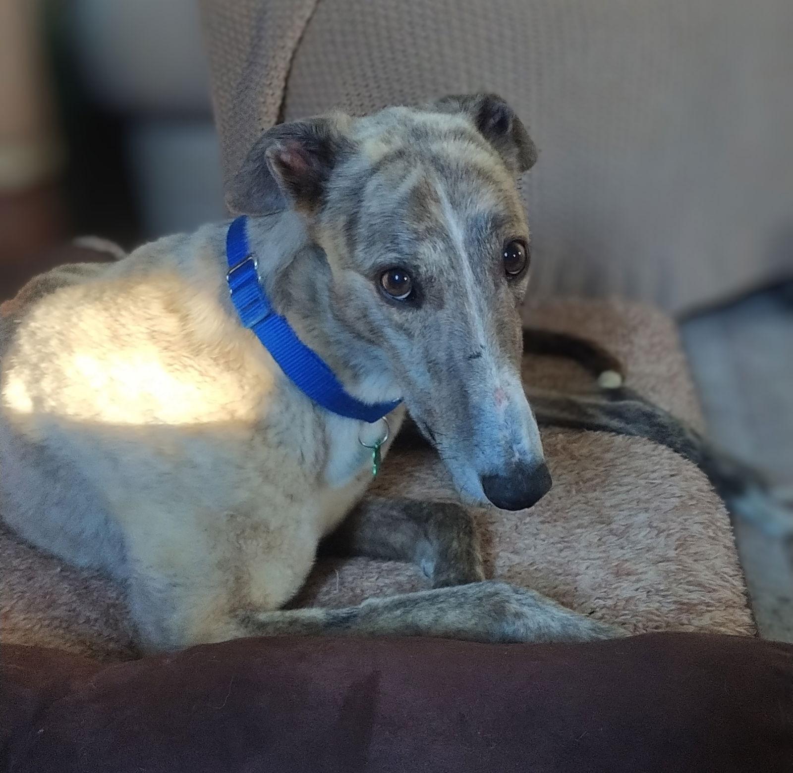 Brisbane, Adopted, Adult Male Greyhound.