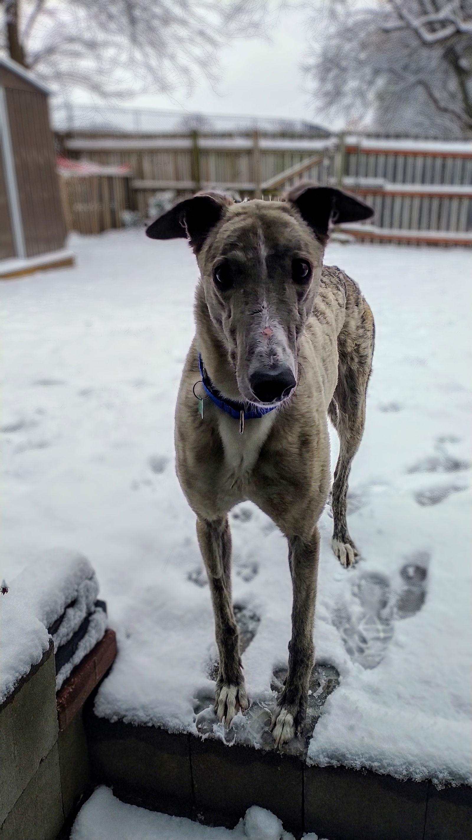 Brisbane, a Adopted Greyhound in Kansas City, MO image 2/3