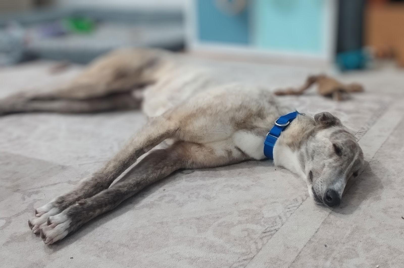 Brisbane, a Adopted Greyhound in Kansas City, MO image 3/3