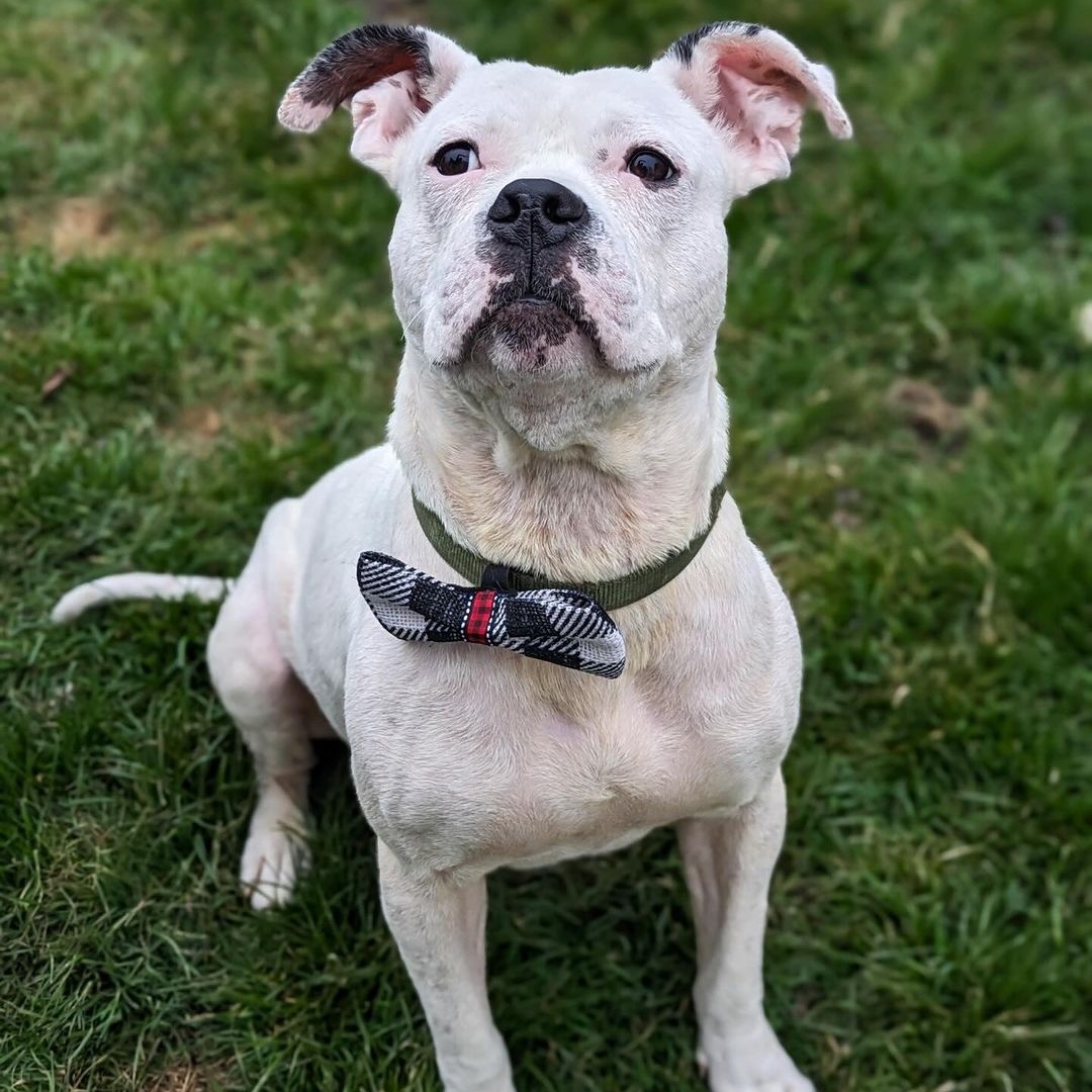 Marx, an adoptable mixed breed in Detroit, MI image 4/6