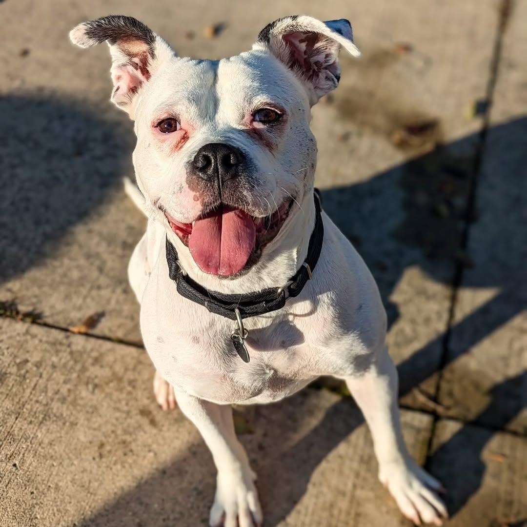 Marx, an adoptable mixed breed in Detroit, MI image 2/6