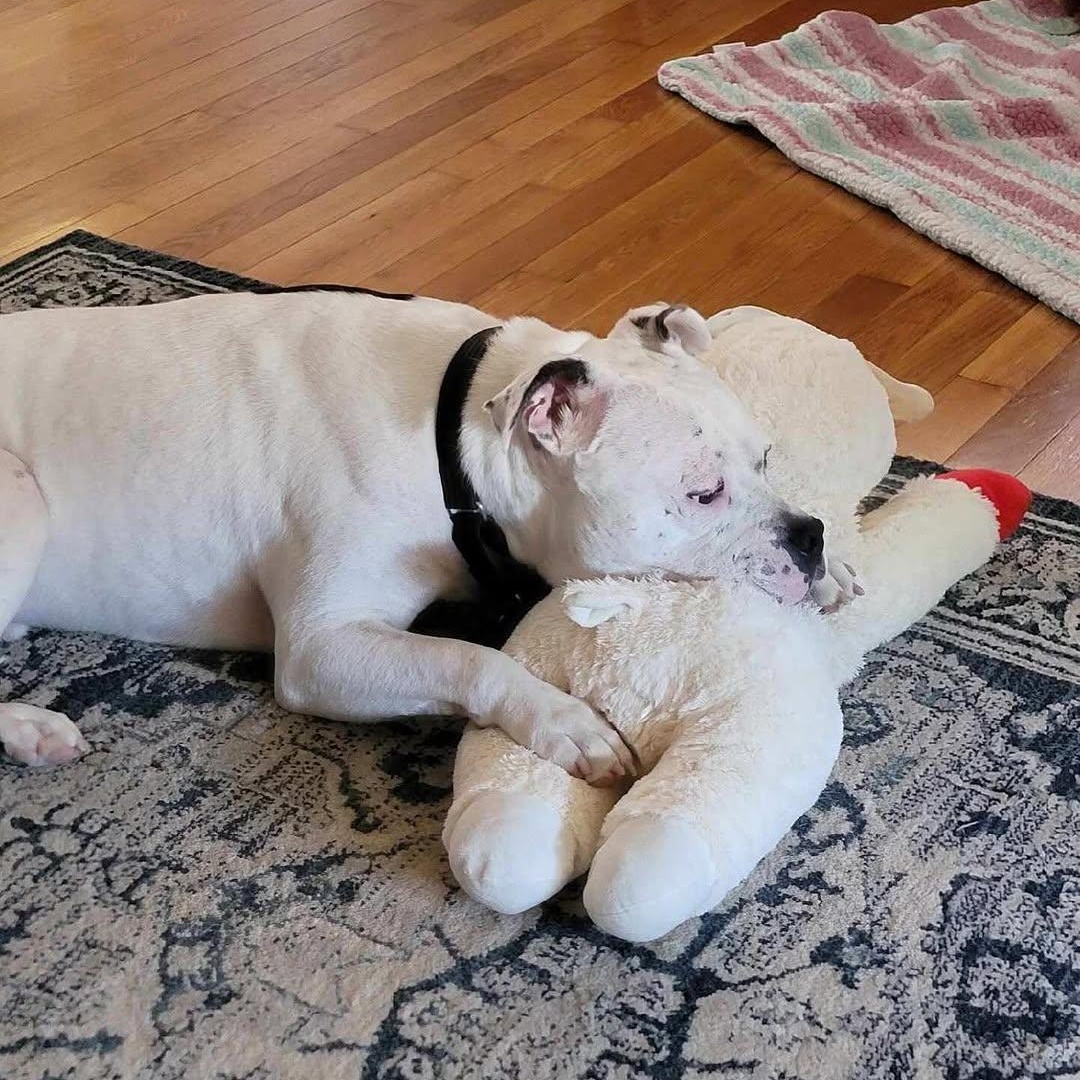 Marx, an adoptable mixed breed in Detroit, MI image 6/6