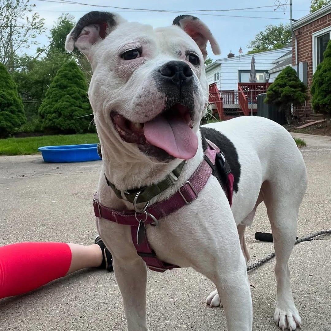 Marx, an adoptable mixed breed in Detroit, MI image 1/6