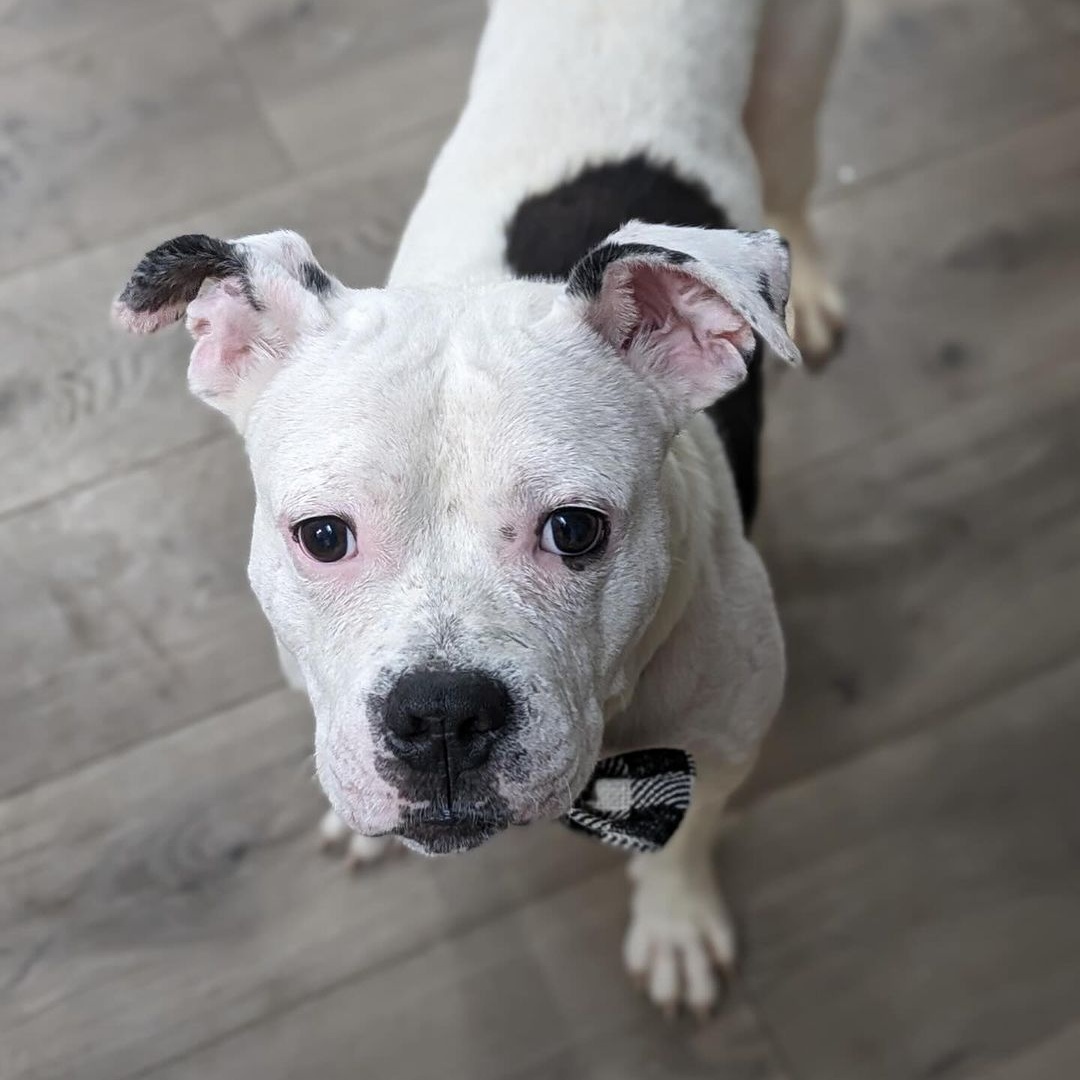 Marx, an adoptable mixed breed in Detroit, MI image 5/6