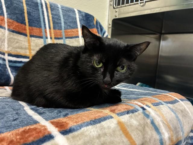 ANNIE, Adoptable, Adult Female Domestic Short Hair & Domestic Short Hair.