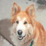 Enlarge Zevia, a Adoptable Husky in Kensington, CA image 1/1