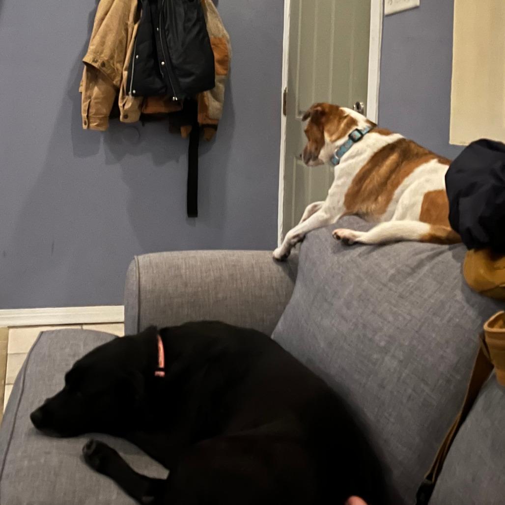 Enlarge Sophie, a Adoptable mixed breed in Philadelphia, PA image 1/6