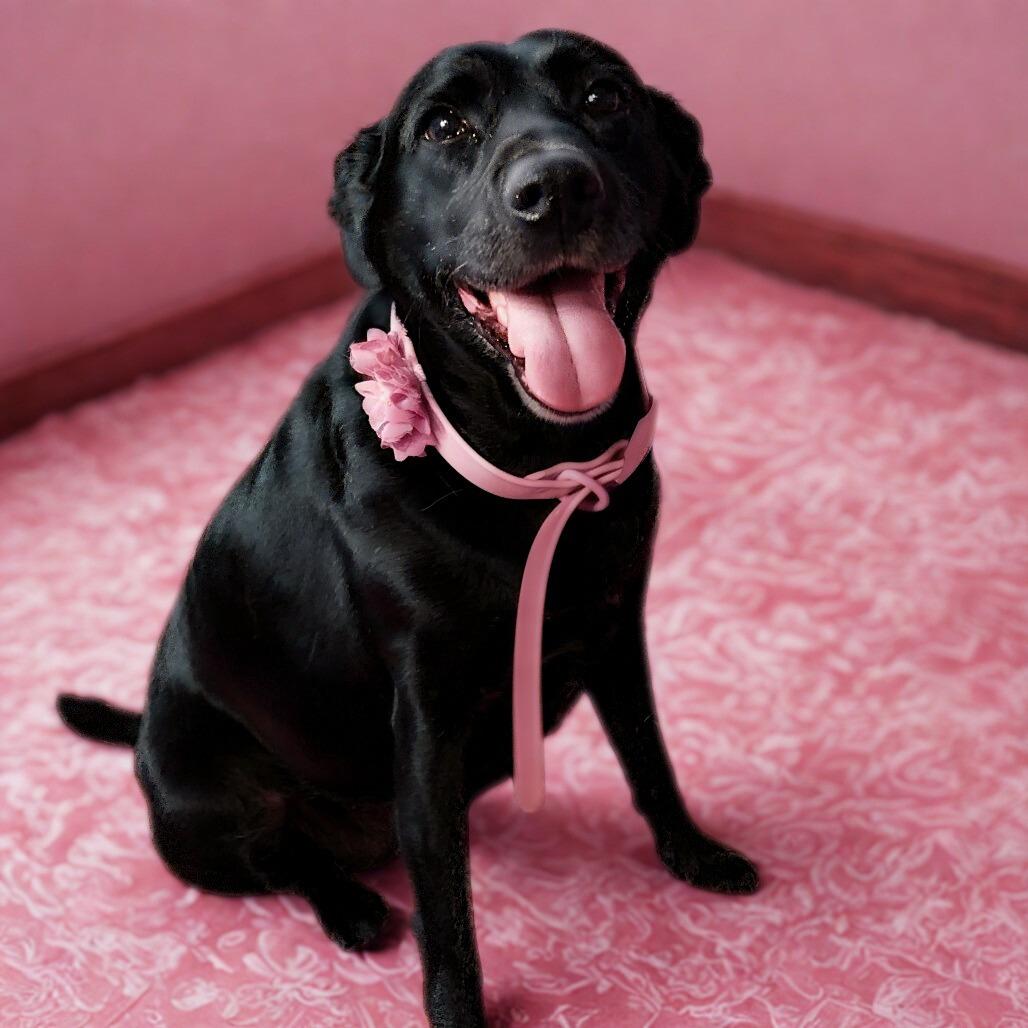 Enlarge Sophie, a Adoptable mixed breed in Philadelphia, PA image 2/6