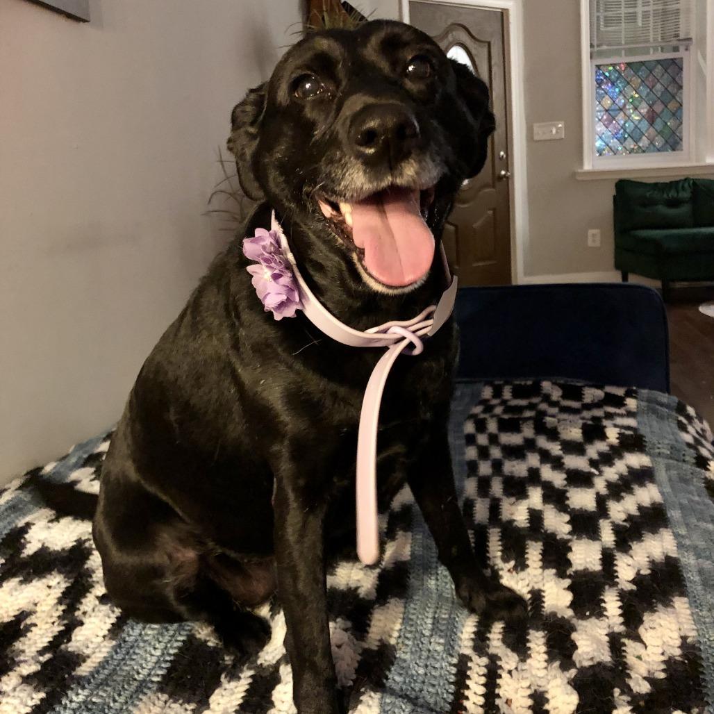 Enlarge Sophie, a Adoptable mixed breed in Philadelphia, PA image 5/6