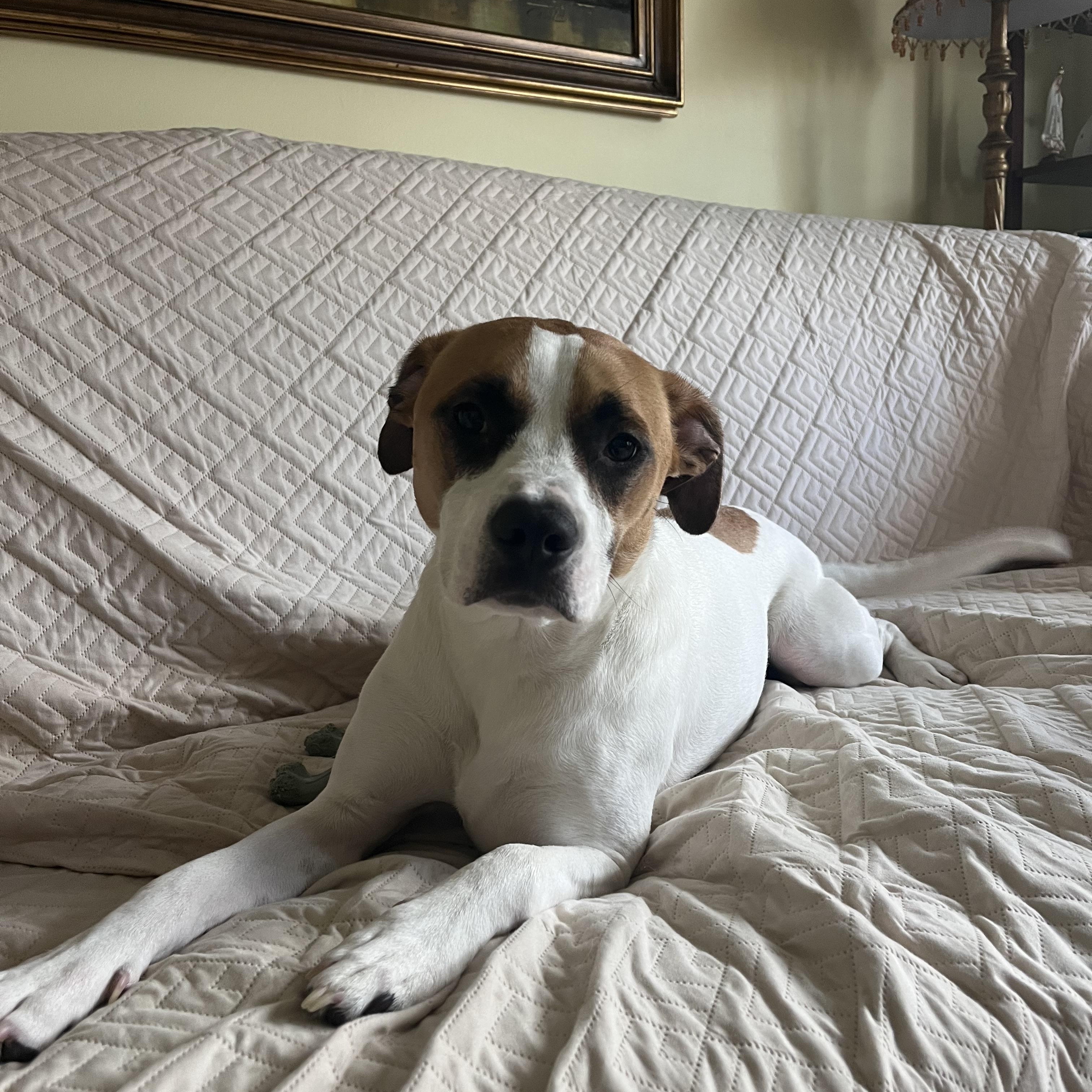 Enlarge Roxy, an adopted mixed breed in Stanhope, NJ image 3/3