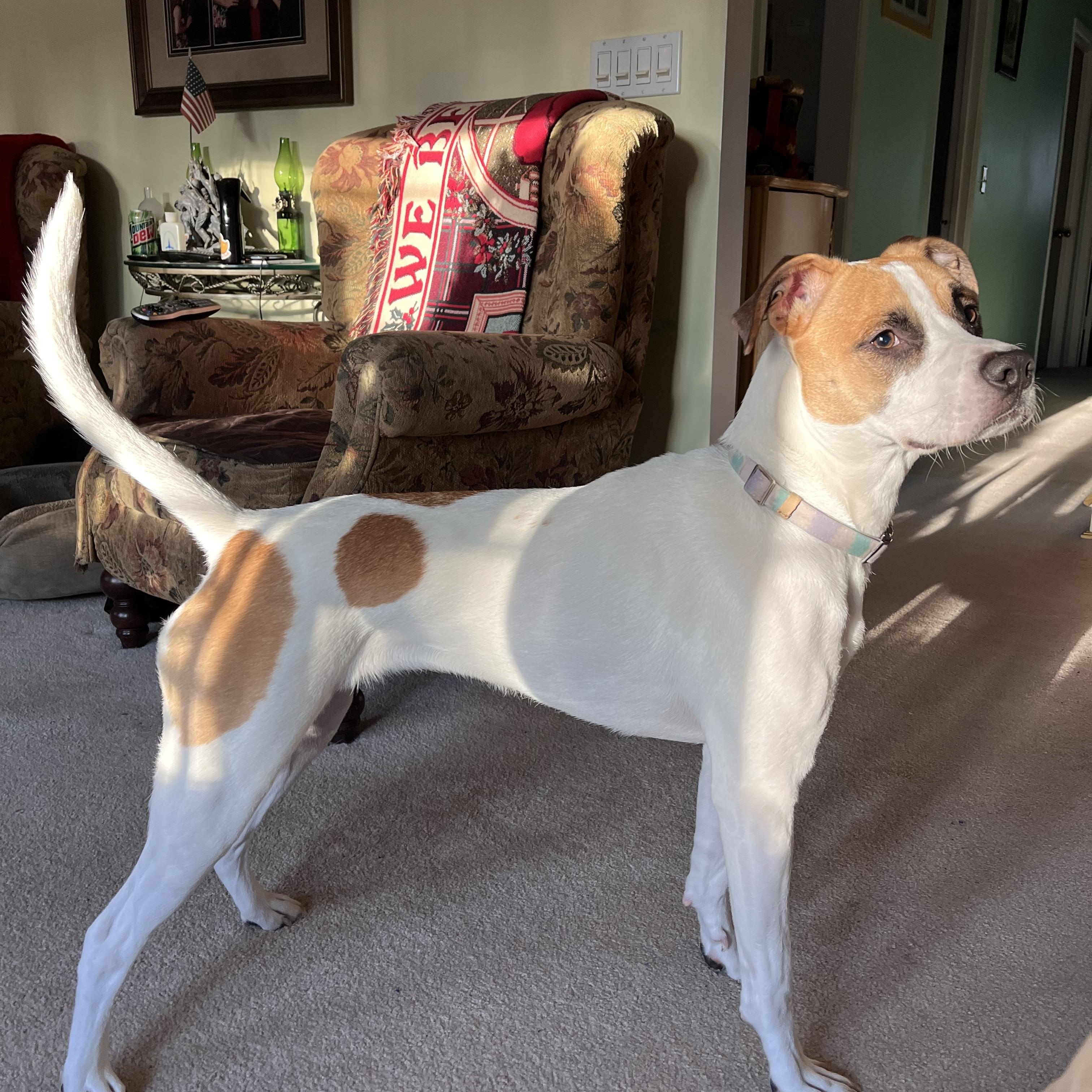 Enlarge Roxy, an adopted mixed breed in Stanhope, NJ image 2/3