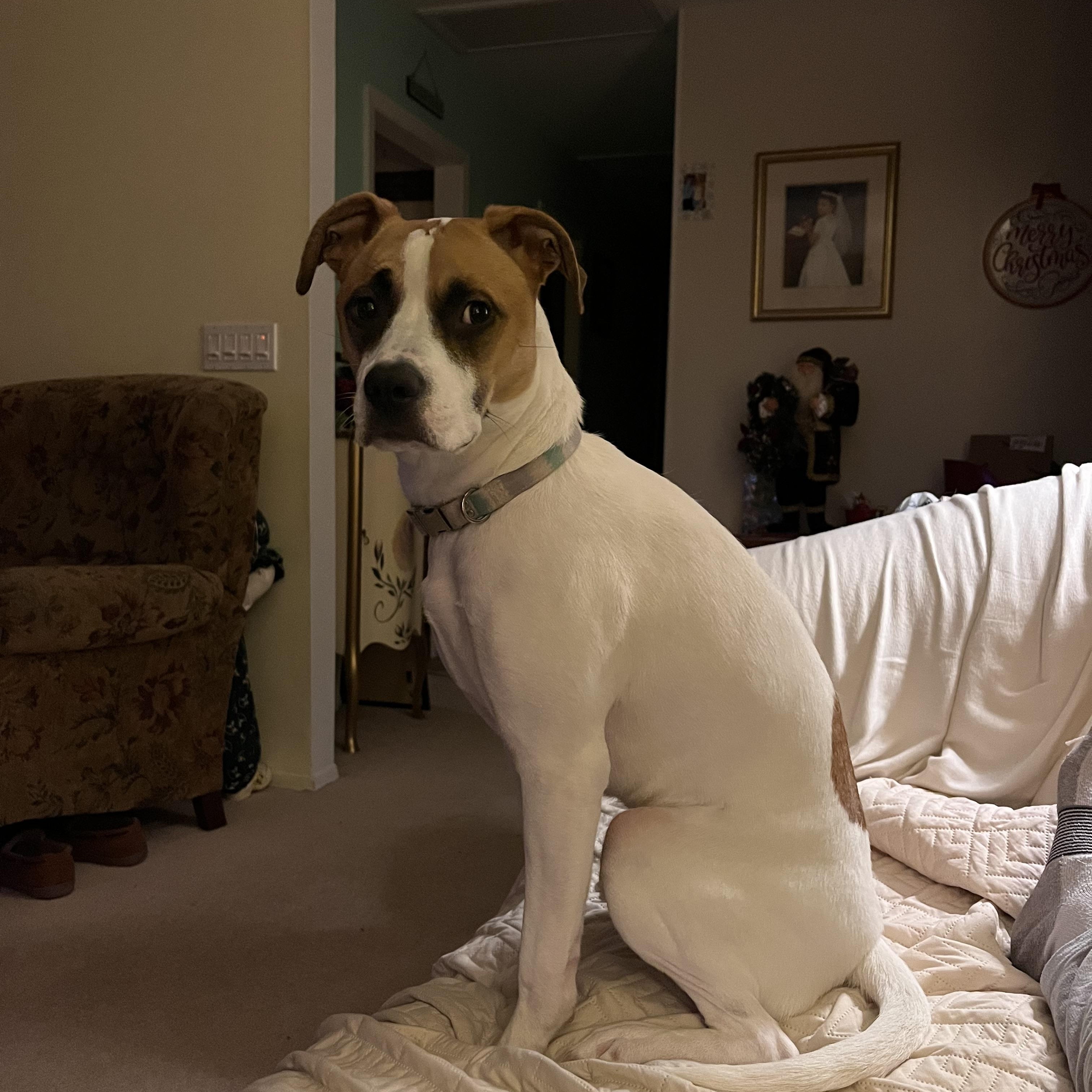 Roxy, adopted, Young Female Boxer & Terrier.