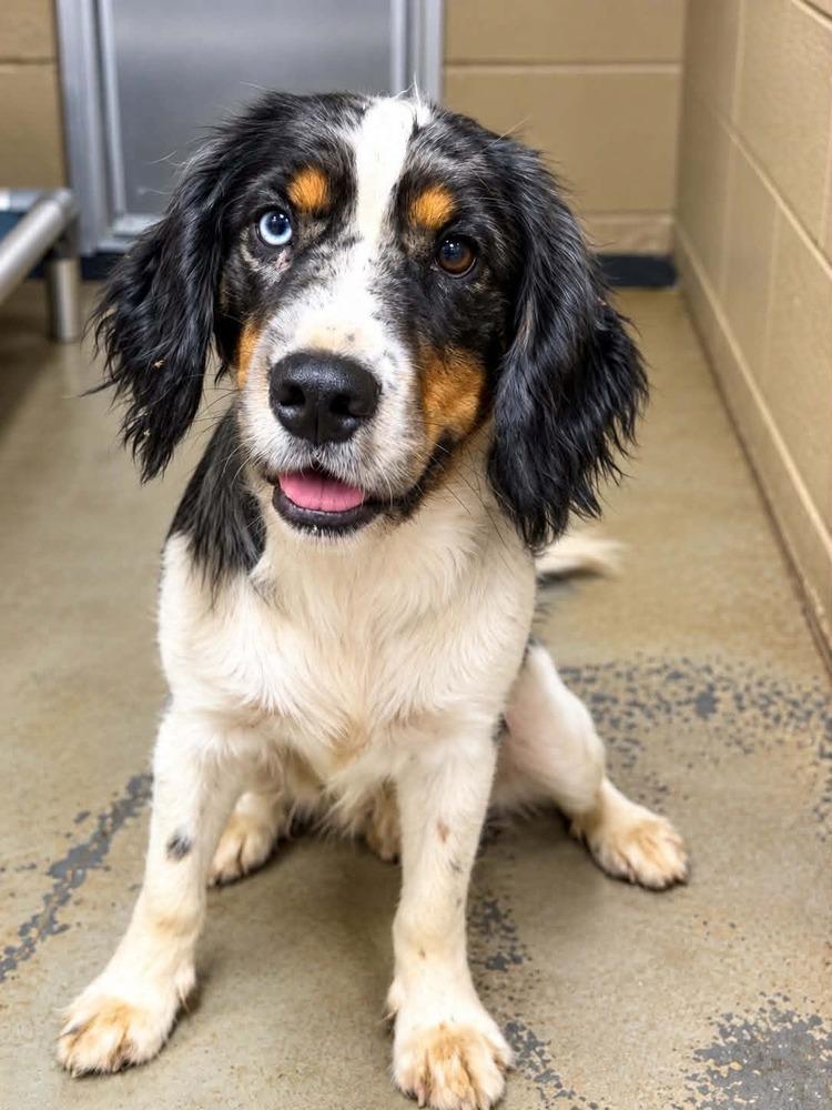 Denim, Adoptable, Young Male Spaniel.