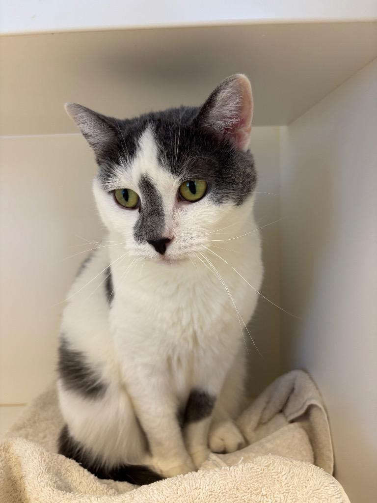 Courtney, a Adoptable mixed breed in Greenfield, IN image 2/2