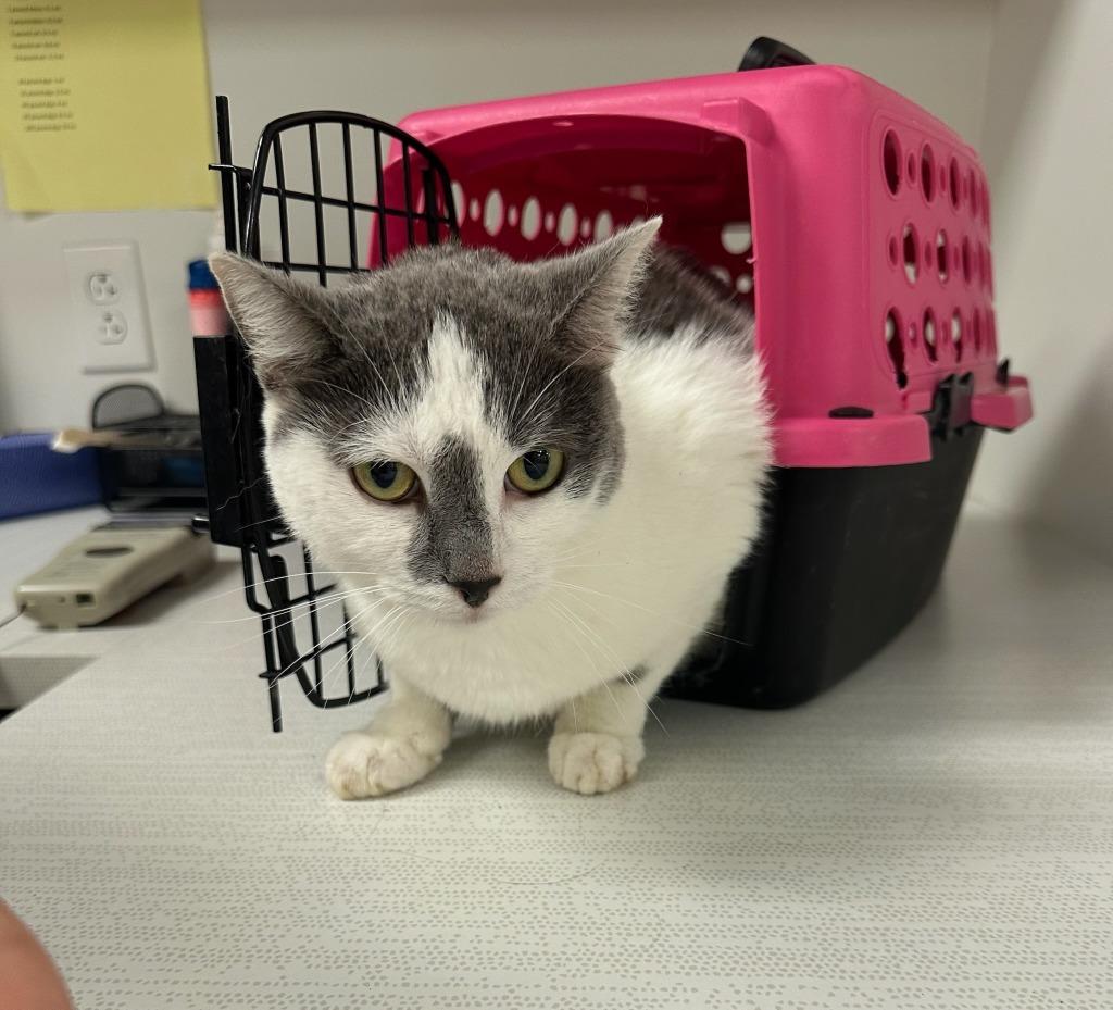 Courtney, Adoptable, Adult Female Domestic Short Hair.