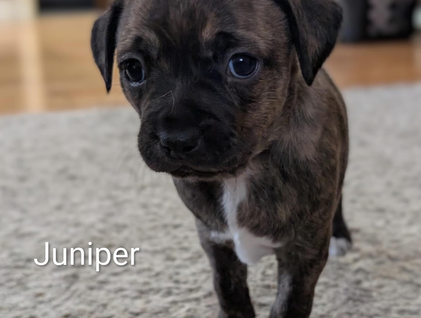 Enlarge Juniper, a ADOPTABLE mixed breed in East Amherst, NY image 2/2