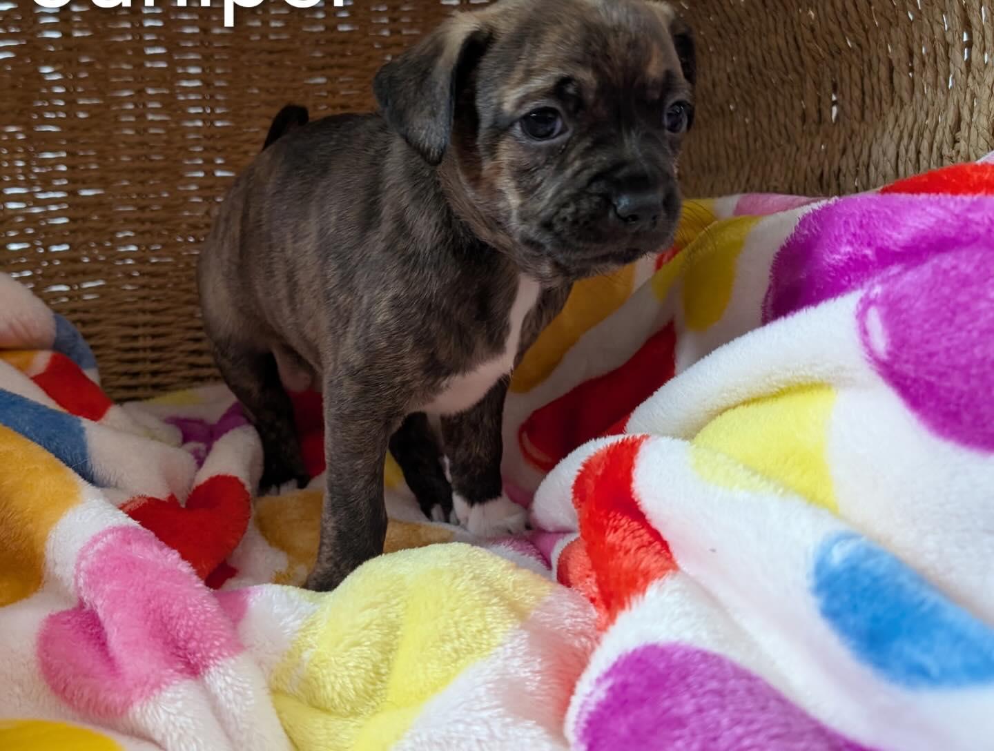 Enlarge Juniper, a ADOPTABLE mixed breed in East Amherst, NY image 1/2