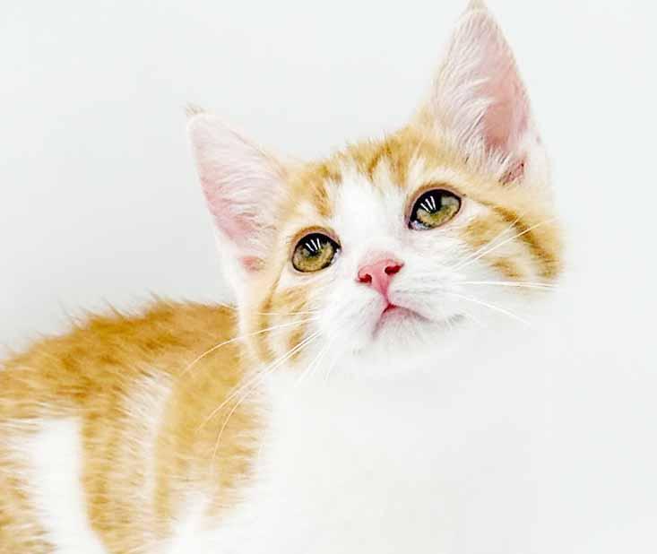 Enlarge Saffron is our stunning sweetheart, a Adoptable mixed breed in Bedford Hills, NY image 3/6