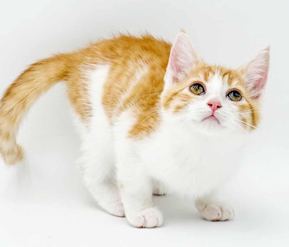 Enlarge Saffron is our stunning sweetheart, a Adoptable mixed breed in Bedford Hills, NY image 4/6