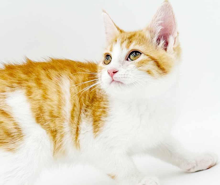 Enlarge Saffron is our stunning sweetheart, a Adoptable mixed breed in Bedford Hills, NY image 5/6