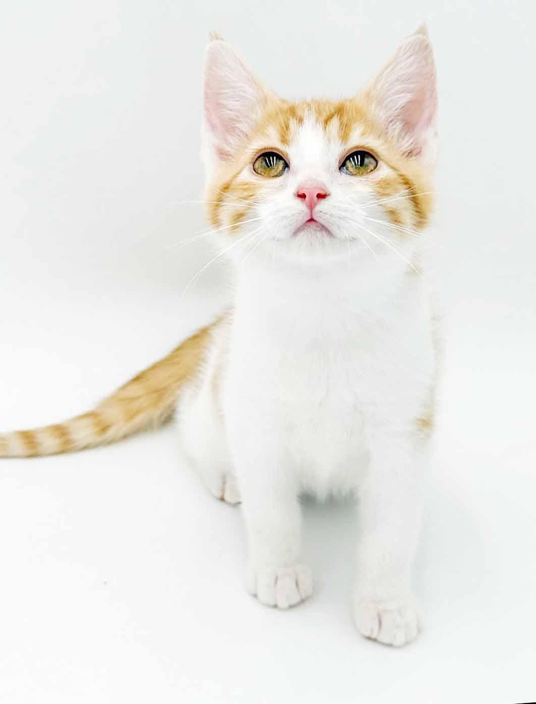 Enlarge Saffron is our stunning sweetheart, a Adoptable mixed breed in Bedford Hills, NY image 6/6