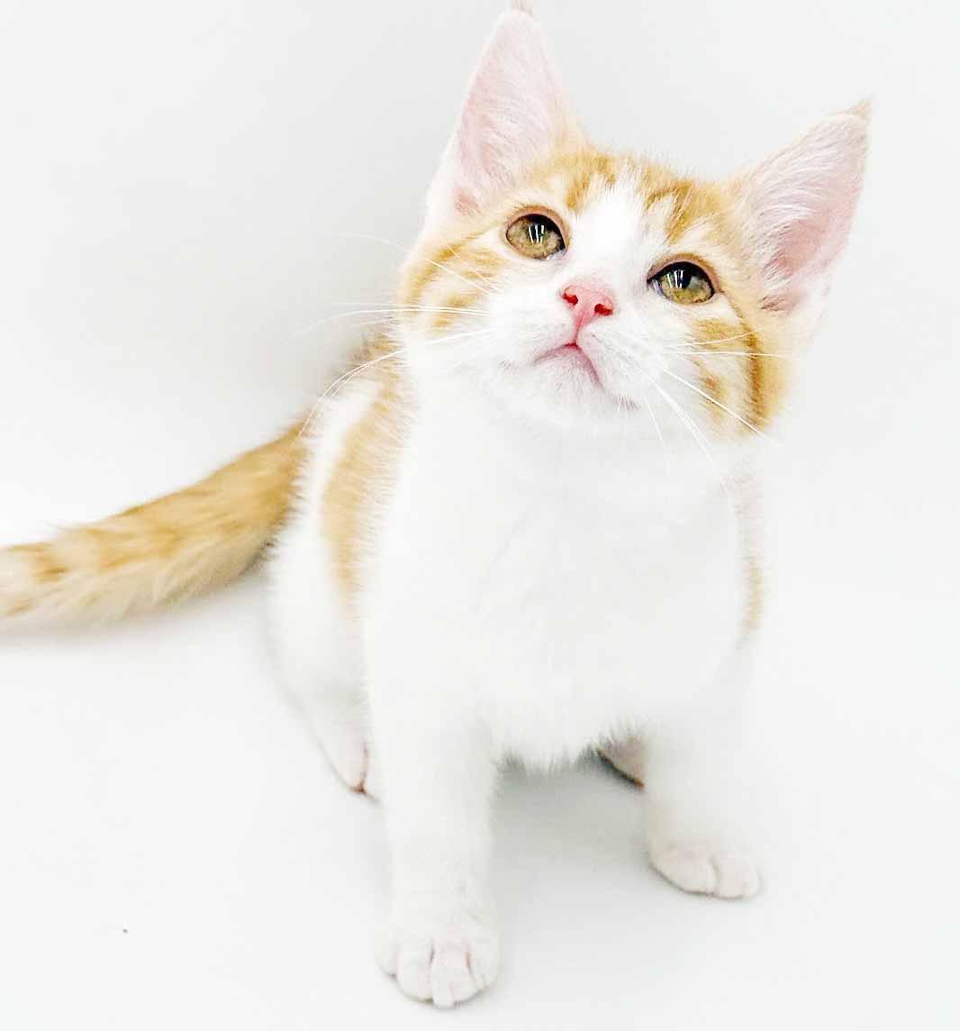 Enlarge Saffron is our stunning sweetheart, a Adoptable mixed breed in Bedford Hills, NY image 1/6