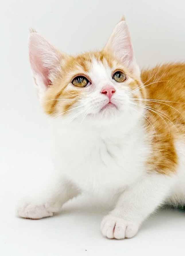 Enlarge Saffron is our stunning sweetheart, a Adoptable mixed breed in Bedford Hills, NY image 2/6