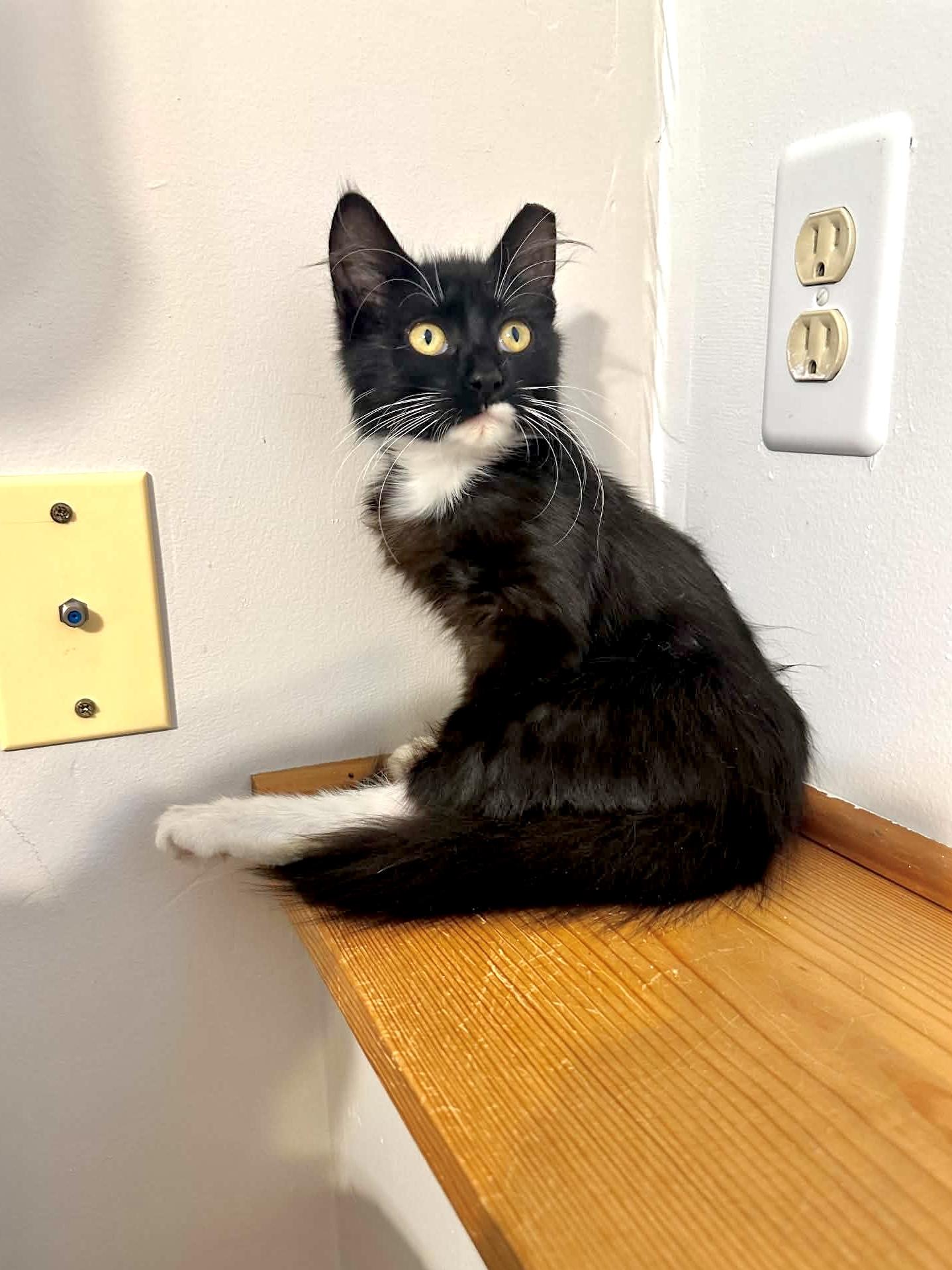 Enlarge Willa, a Adoptable Domestic Medium Hair in Muskego, WI image 3/5