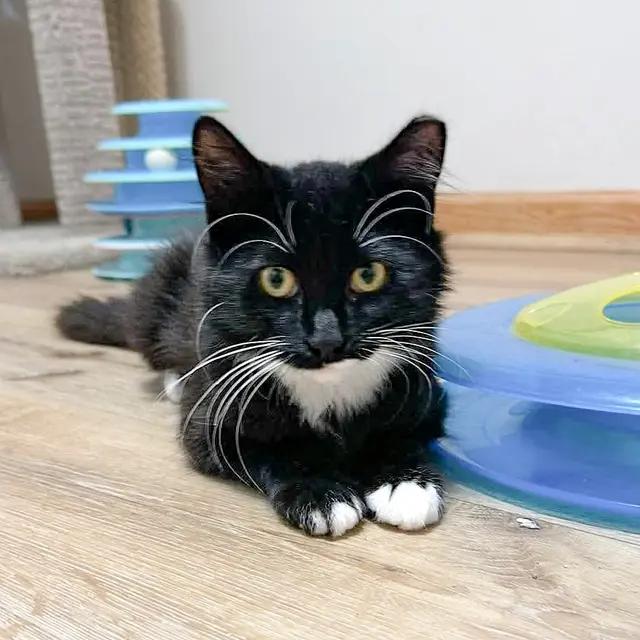 Enlarge Willa, a Adoptable Domestic Medium Hair in Muskego, WI image 2/5