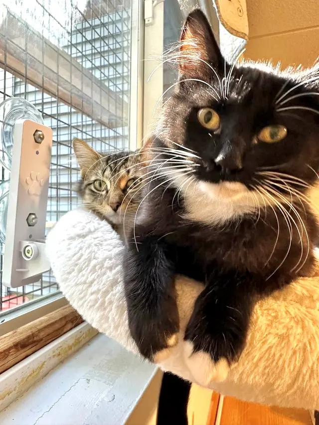 Enlarge Willa, a Adoptable Domestic Medium Hair in Muskego, WI image 4/5