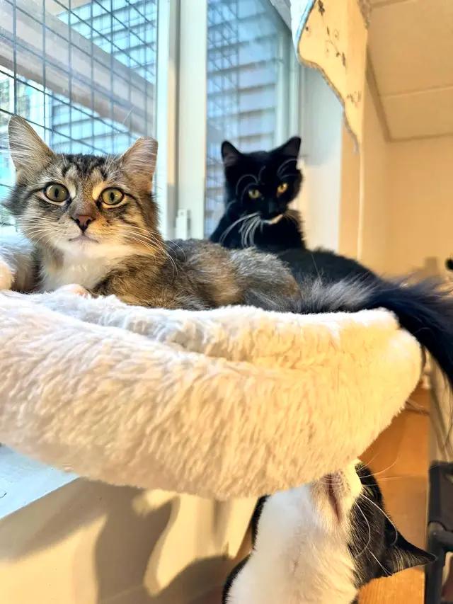 Enlarge Willa, a Adoptable Domestic Medium Hair in Muskego, WI image 5/5