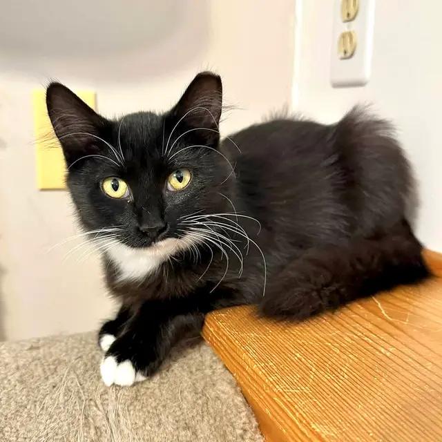 Willa, Adoptable, Kitten Female Domestic Medium Hair.