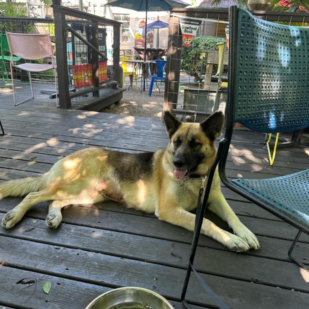 HIbiscus, Adoptable, Adult Female German Shepherd Dog.