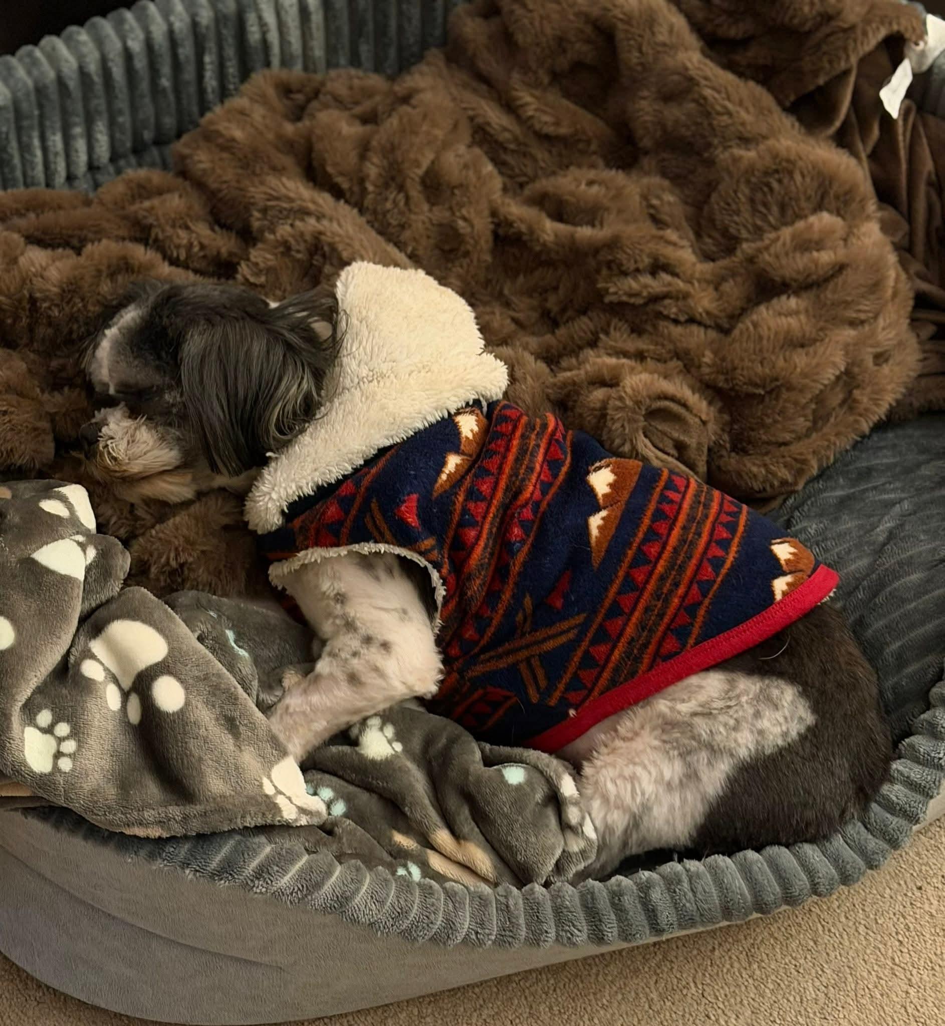 Enlarge Bosco, an adopted Shih Tzu in Olympia, WA image 3/5