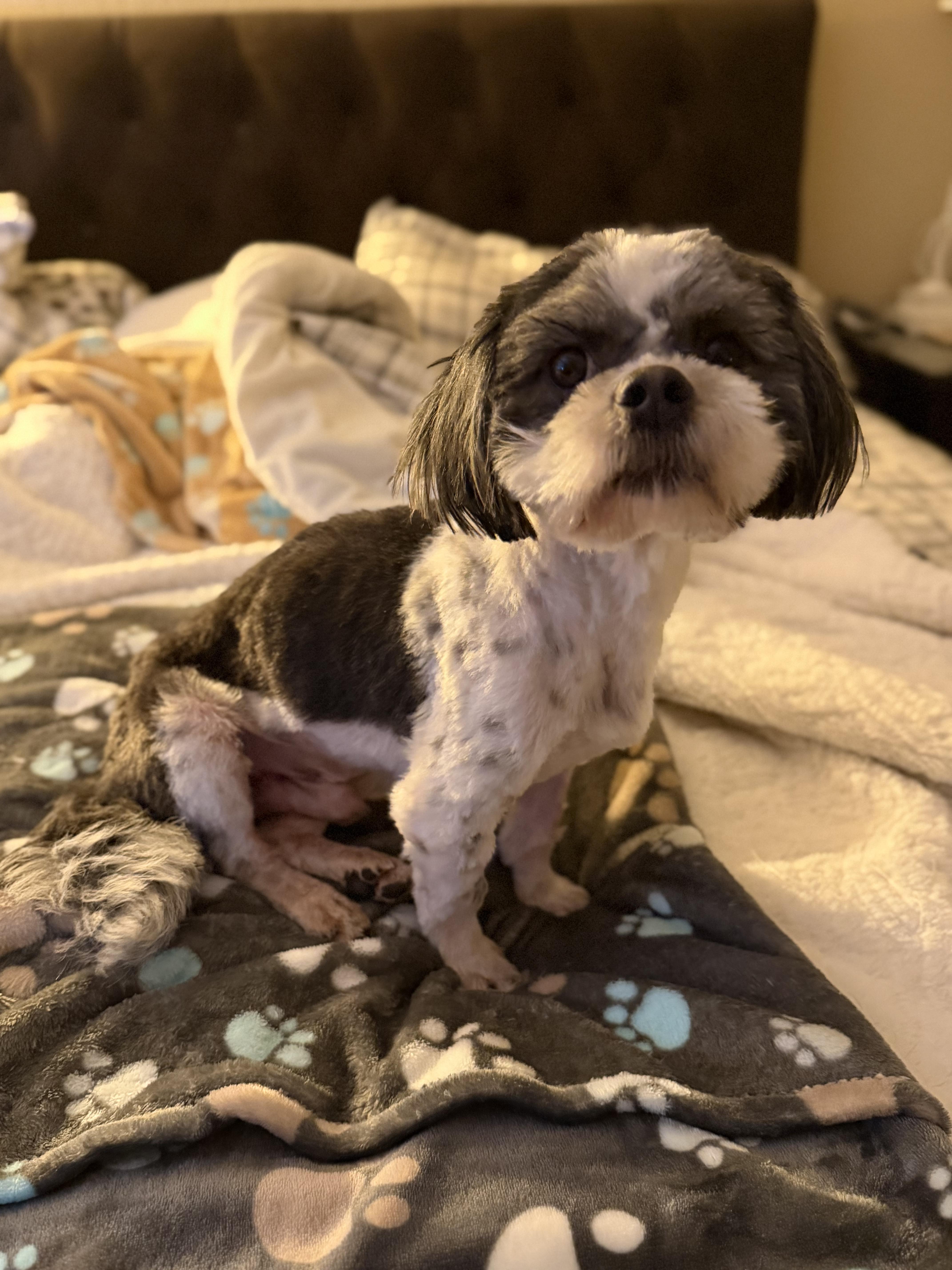 Bosco, adopted, Adult Male Shih Tzu.
