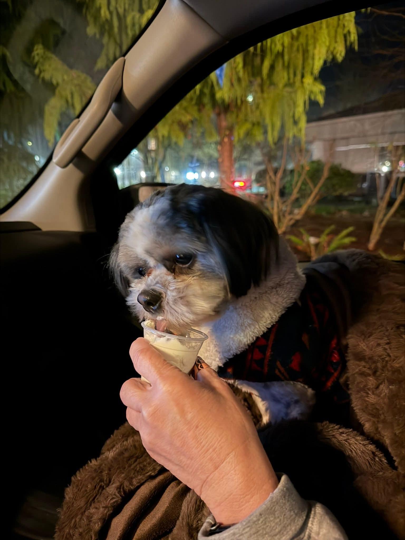 Enlarge Bosco, an adopted Shih Tzu in Olympia, WA image 2/5